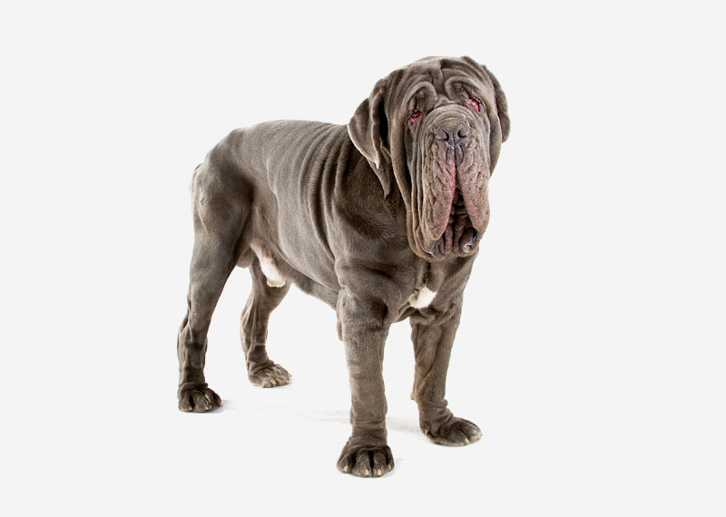 Recommended Facts When Considering The Best Mastiff Msftip-FrankJScott-Shorts.im